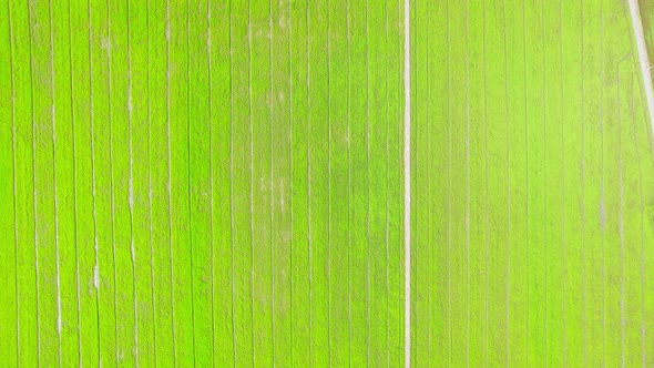 Aerial view of agriculture in rice fields for cultivation. Natural texture