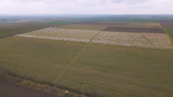 Aerial View of Flowering Orchard in Spring and Agricultural Fields