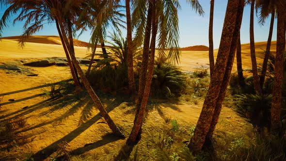 Palm Trees of Oasis in Desert Landscape alt