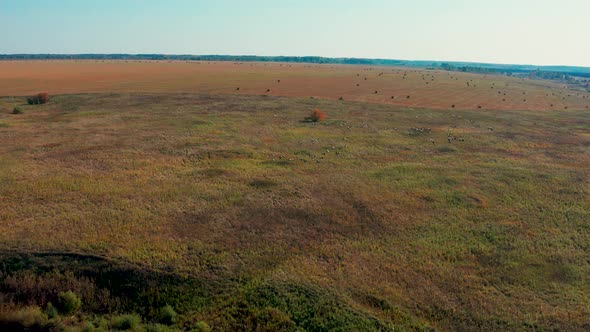 Aerial View of a Flock of Birds Flying Over a Field in Sunny Summer Weather