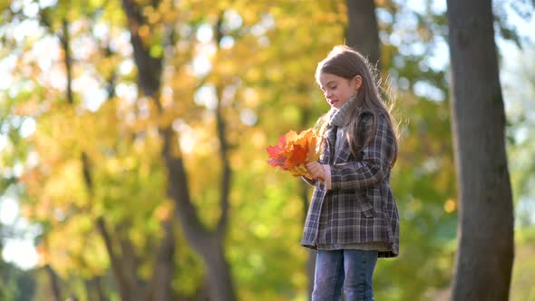 Child Holds Fallen Yellow Leaves in Hands.