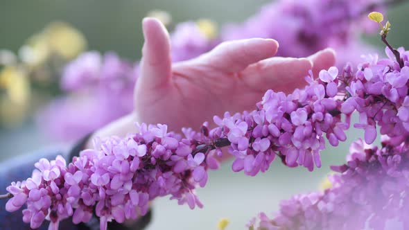 Woman's Hand Touches the Flowering Lilac Flowers of a Tree Spout in Spring