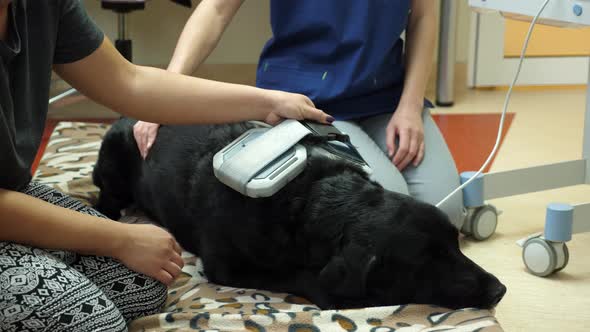 Black labrador retriever dog recieving treatemnt in a vet clinic.