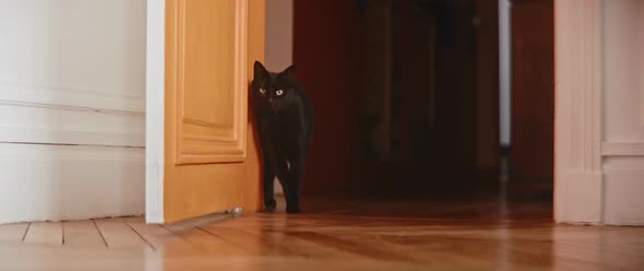 Black cat walking through the frame