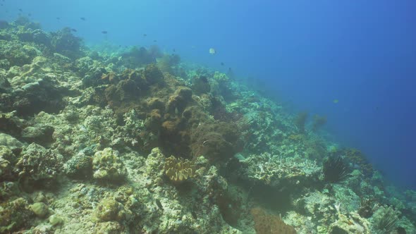 Coral Reef and Tropical Fish. Bali,Indonesia.