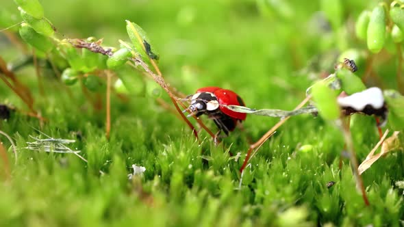 Close-up Wildlife of a Ladybug in the Green Grass in the Forest