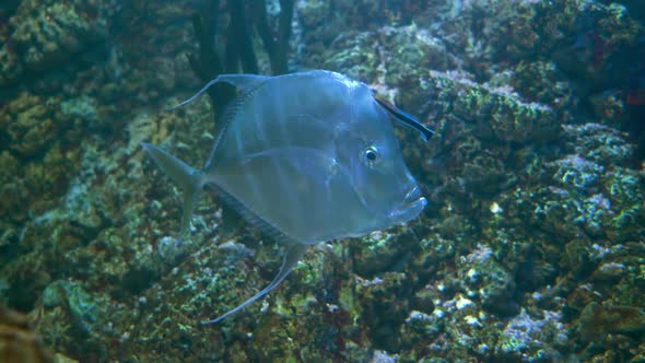 Lookdown (Selene Vomer) Is a Game Fish of the Family Carangidae