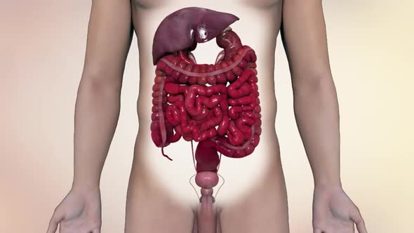 Animated representation of the human digestive system.
