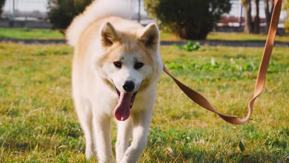 Young woman walking her cute Akita Inu dog in park on sunny day. Lovely pet