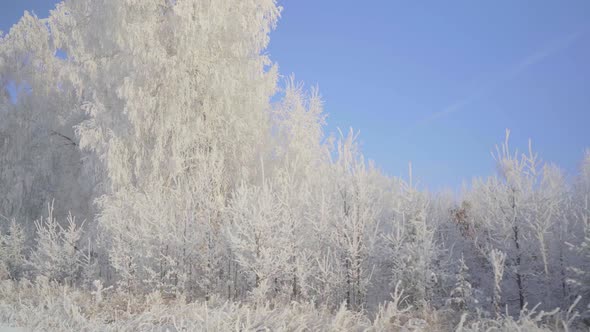 Walk Through the Winter Forest with Snowcovered Trees on a Beautiful Frosty Morning