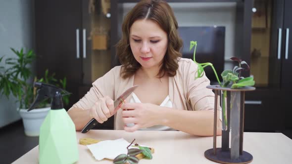 Woman Roots Indoor Plant Sprouts in Special Glass Flasks