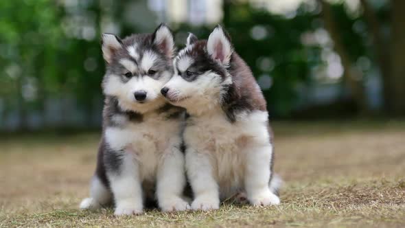 Two Siberian Husky Puppies Kissing In The Park