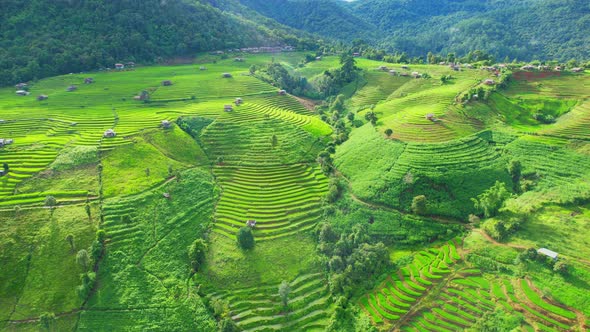 Drone view during golden hour of a rice terrace