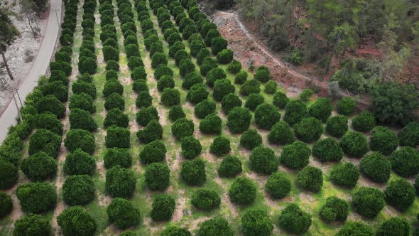 Orange citrus plantation. Tangerine lemon garden