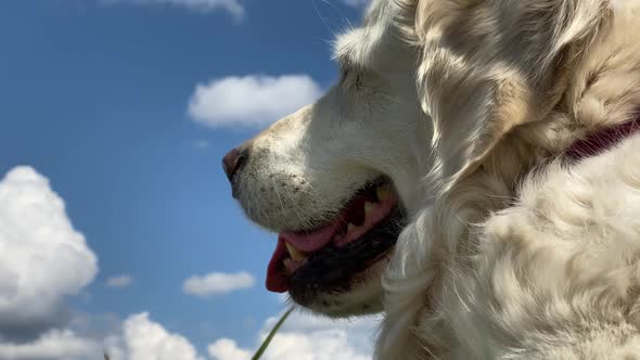 Love for Pets. Closeup Portrait of a Beautiful Golden Retriever in a Field in Sunny Summer Weather