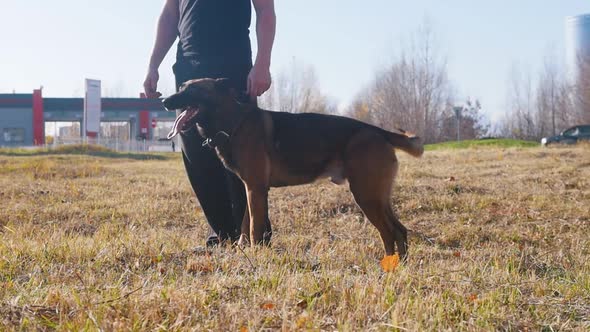 A Trained Dog Come Closer To His Master and Sit Near Him