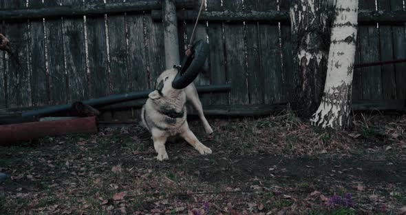 The dog husky is white gray, plays outdoors.