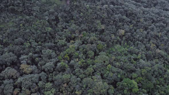 horizontal pan in brazilian rainforest