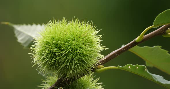 Chestnut trees, The Cevennes National park, Lozere department, France