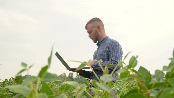 Agronomist or Farmer Examines Soybean Growth. Soybean Field. Concept Ecology, Bio Product