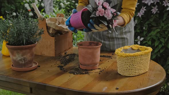 Woman Transplants Balsam Plant Into Ceramic Pot Outdoors