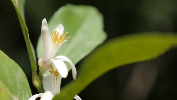 Gentle white lemon fruit flower shallow DOF natural  4K 2160p 30fps UHD footage - Tiny Citrus limon 