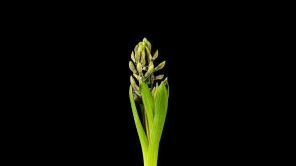 Time Lapse of Growing and Opening Pink Hyacinth Flower Isolated on Black Background