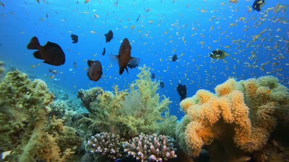 Underwater Tropical Colorful Reef