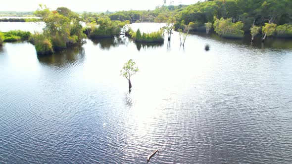 wetlands with various trees represent the integrity of the forest.