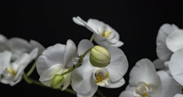 bud opening of White orchid with orchid flowers on black background