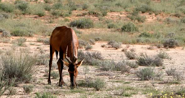 Red Hartebeest in Kalahari South Africa