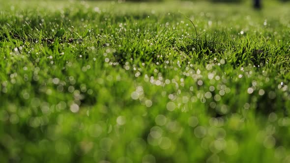 Green Grass with Dew Drops