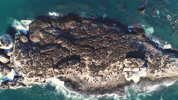 Aerial - Drone descending straight down onto massive group of sunbathing seals, top-down shot