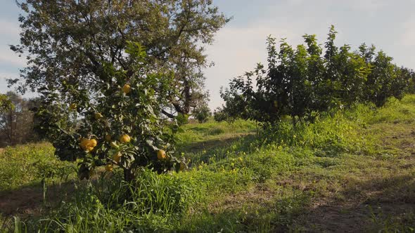Bergamot Orange Trees in the Countryside, Italy