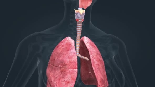 Lung organs located in the thoracic cavity of the thorax alt