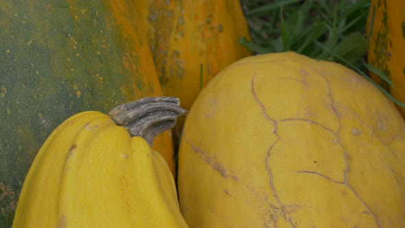 Pumpkins harvested in the garden 4K 2160p UHD footage - Yellow pumpkins on the ground 4K 3840X2160 U