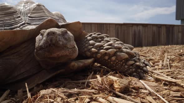 Relaxed african spurred tortoise in the sun