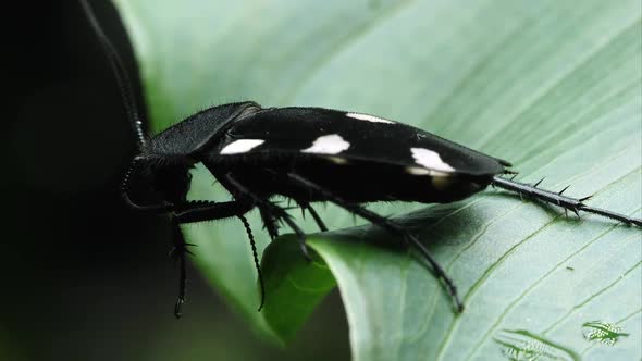 Tight shot of a Domino Cockroach at the edge of a leaf.