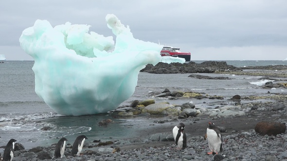 Penguins in Antarctica. A lot of penguins resting on the rocks at Hope Bay. Antarctic Peninsula.