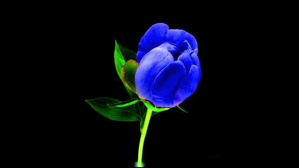 Timelapse of Spectacular Beautiful Blue Peony Flower Blooming on Black Background