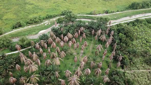 Dry oil palm trees at Malaysia