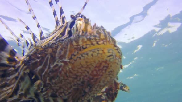 Close-Up Commen Lion-Fish