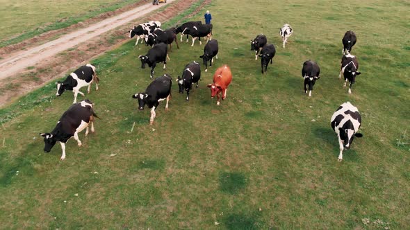 Shepherd Is Gathering Cows Used for Biological Milk Products Industry on a Green Lawn of a