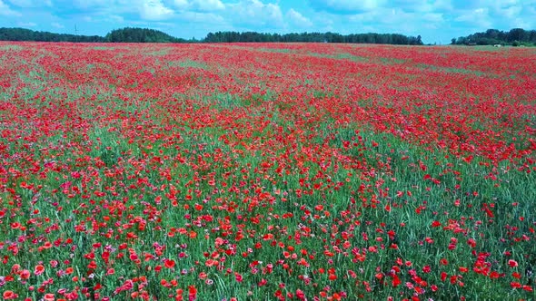 Field of Blossoming Red Poppies. Beautiful Flowers and Summer Nature Composition. 