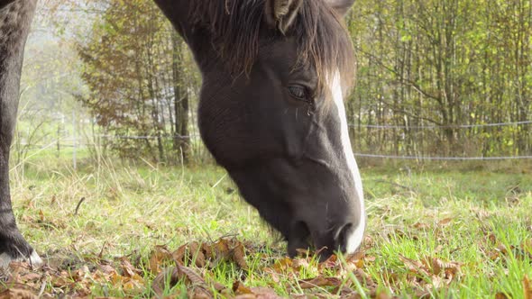 A Close Up Detailed View of a Dark Brown Horse and Its Mouth As He Eats Dry Leaves in a Field