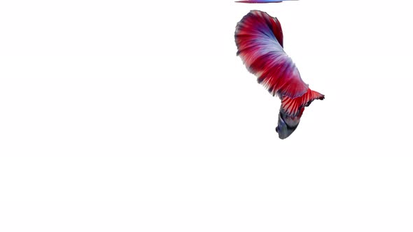 Siamese fighting fish (Betta splendens) alt