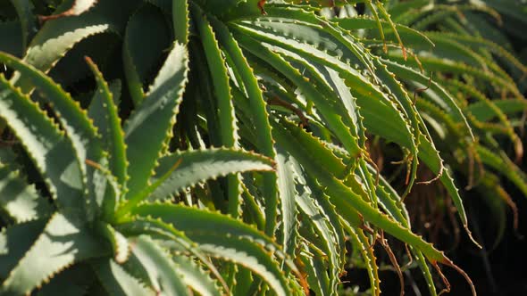 Aloe vera cactus plant. TILT UP. CLOSE UP.