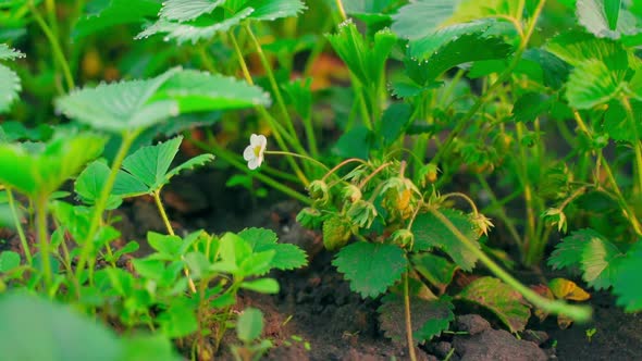 Strawberry Plantation with Unripe Berries Closeup in the Early Morning in the Rays of the Rising Sun