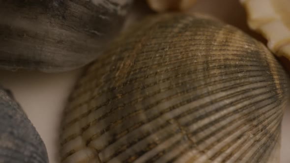 Rotating stock footage shot of sea shells - SEA SHELLS 008