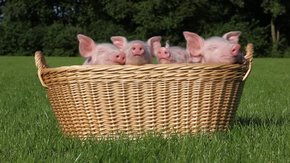 Piglets in a basket